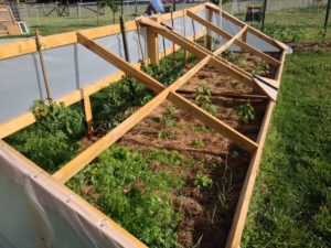 Figure 3. The Cold Frame For Early Start Tomatoes, Peppers, Carrots and Cilantro